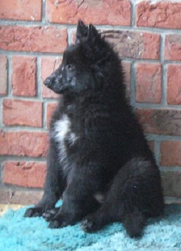 Batida-Anja de Geracao nova